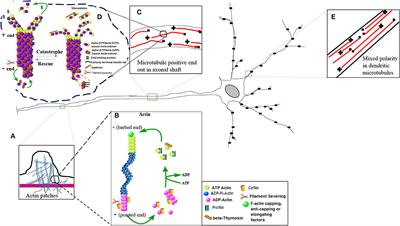 Rabies Virus Exploits Cytoskeleton Network to Cause Early Disease Progression and Cellular Dysfunction